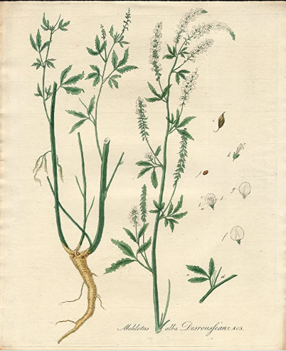 Bokhara Clover from Dutch book 1800